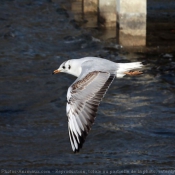 Photo de Mouette