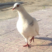 Photo de Pigeon