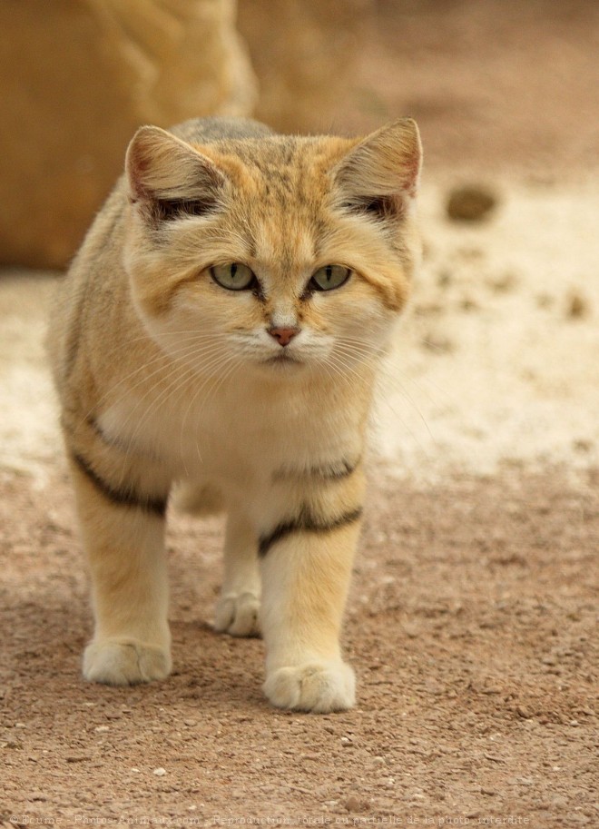 Photo de Chat des sables