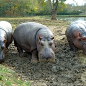 Photo de Hippopotame