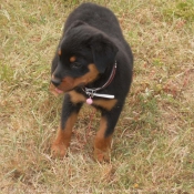 Photo de Rottweiler