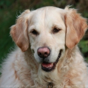 Photo de Golden retriever