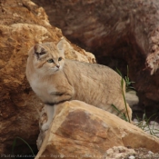 Photo de Chat des sables