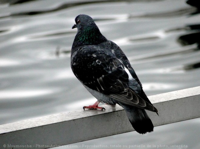 Photo de Pigeon