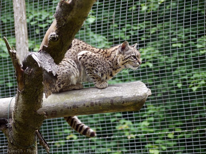 Photo de Chat margay