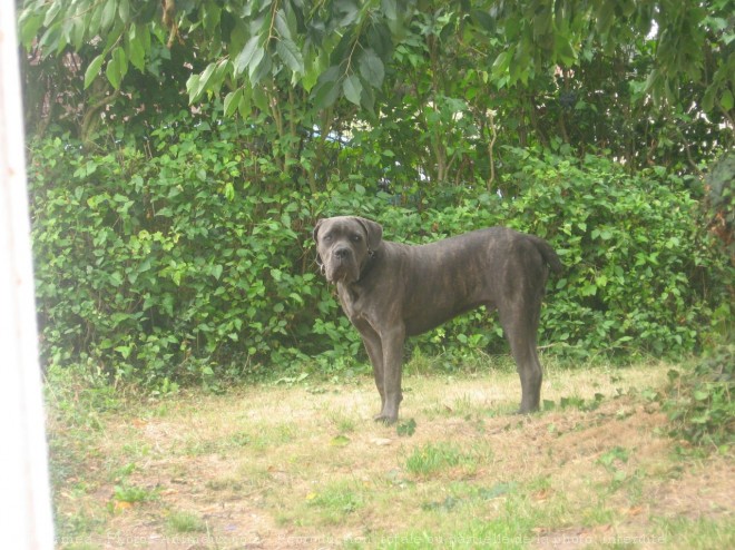 Photo de Chien de cour italien