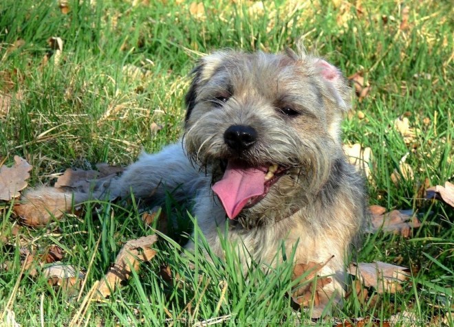 Photo de Border terrier