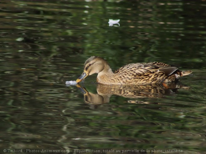 Photo de Canard colvert