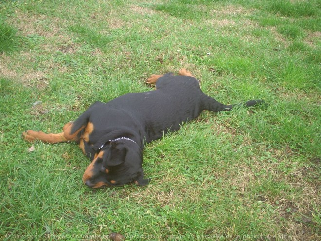 Photo de Rottweiler