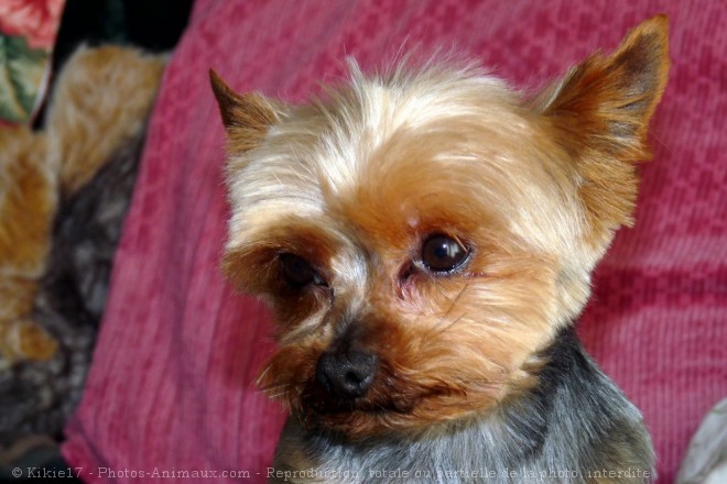 Photo de Yorkshire terrier