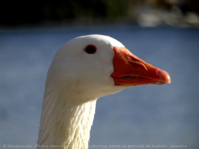 Photo d'Oie blanche