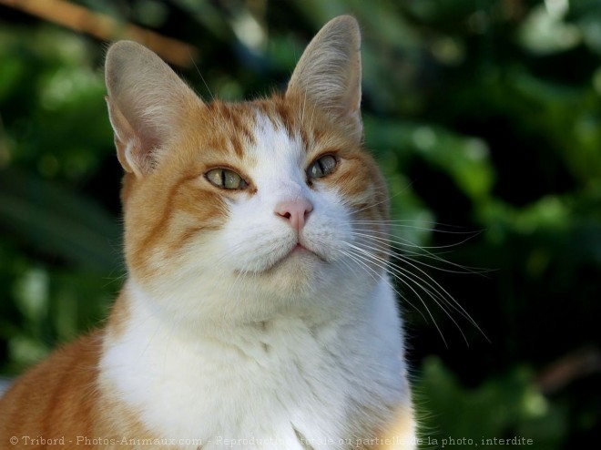 Photo de Chat domestique