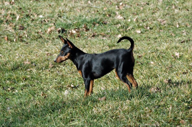 Photo de Pinscher nain