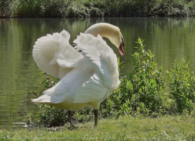 Photo de Cygne