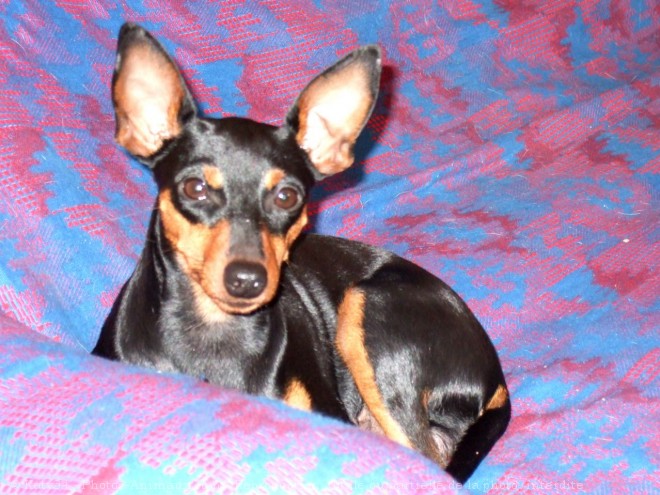 Photo de Pinscher nain