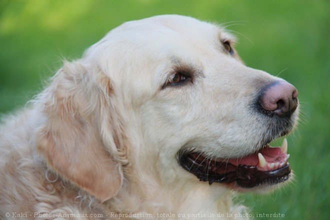 Photo de Golden retriever