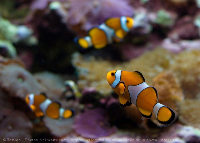 Photo de Poisson clown