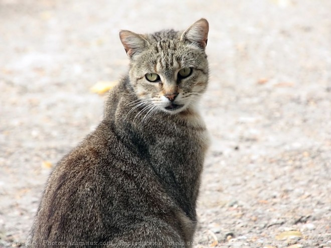 Photo de Chat domestique