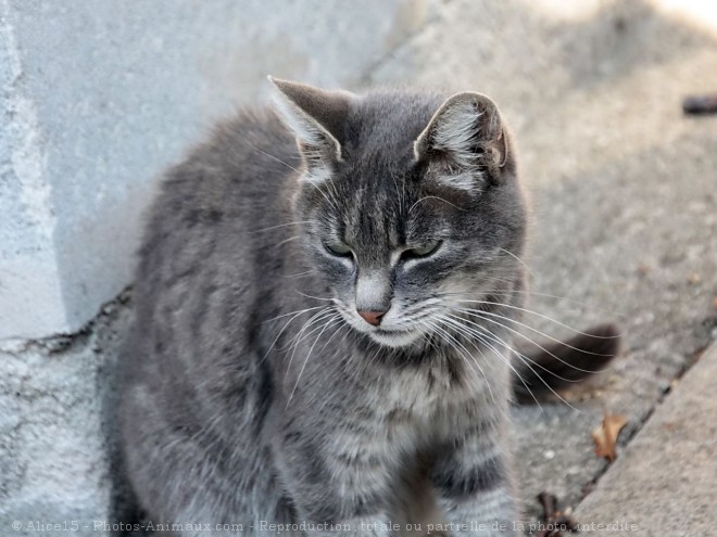 Photo de Chat domestique