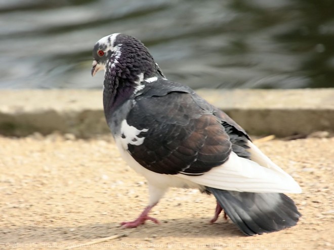 Photo de Pigeon