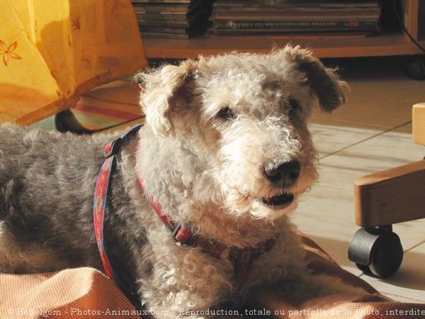 Photo de Fox terrier  poil dur