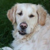 Photo de Golden retriever