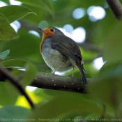 Photo de Rouge gorge