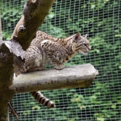 Photo de Chat margay