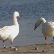 Photo d'Oie blanche