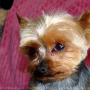 Photo de Yorkshire terrier