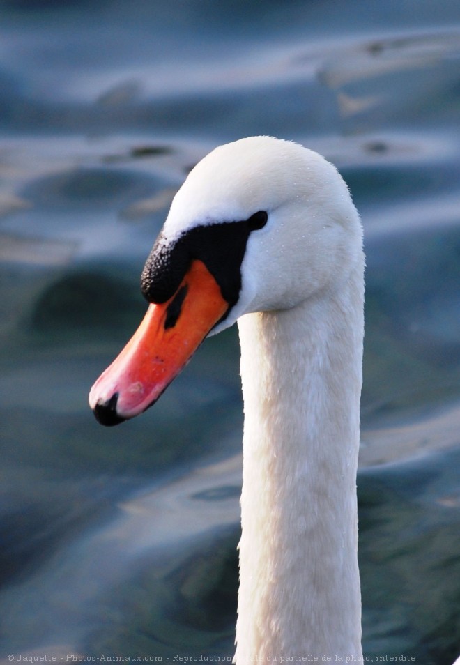 Photo de Cygne