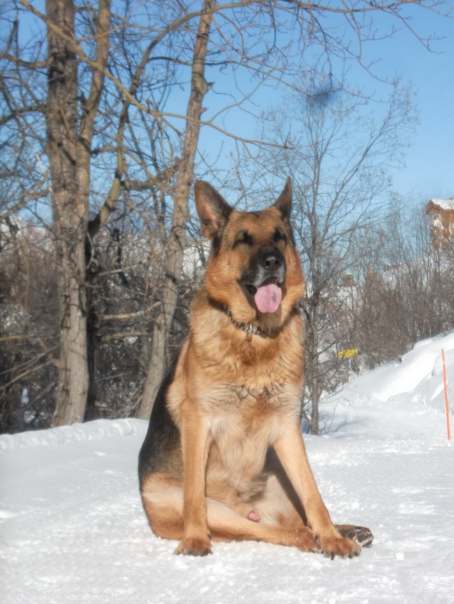 Photo de Berger allemand  poil court