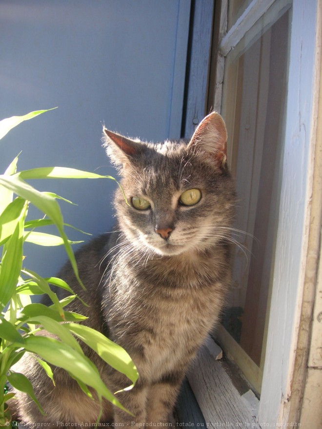 Photo de Chat domestique