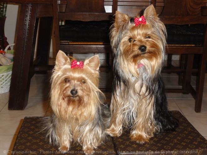 Photo de Yorkshire terrier