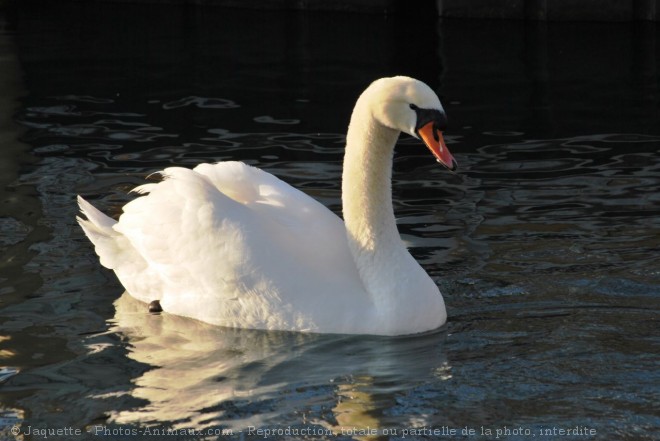 Photo de Cygne