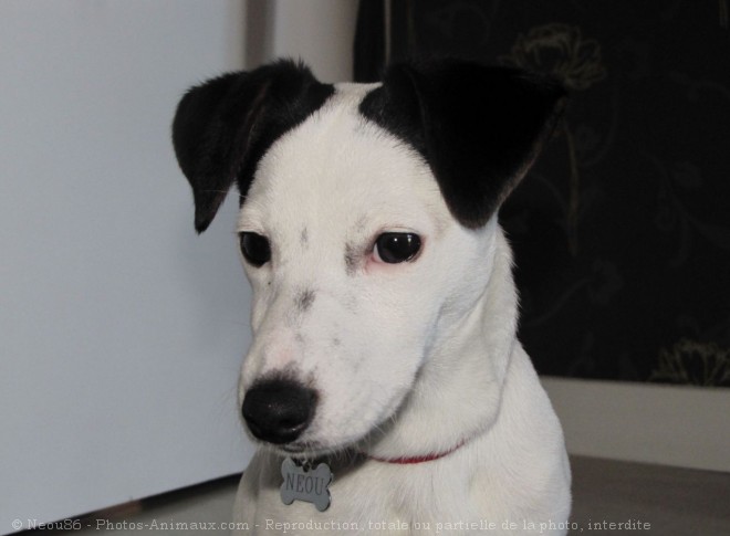 Photo de Jack russell terrier