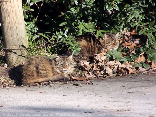 Photo de Chat domestique