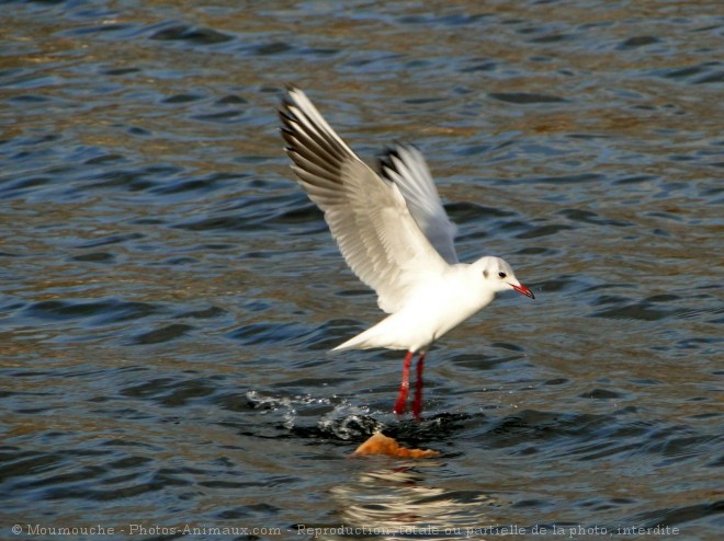 Photo de Mouette