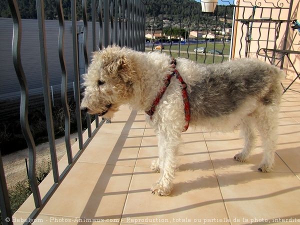 Photo de Fox terrier  poil dur