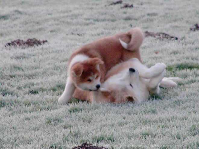 Photo d'Akita inu