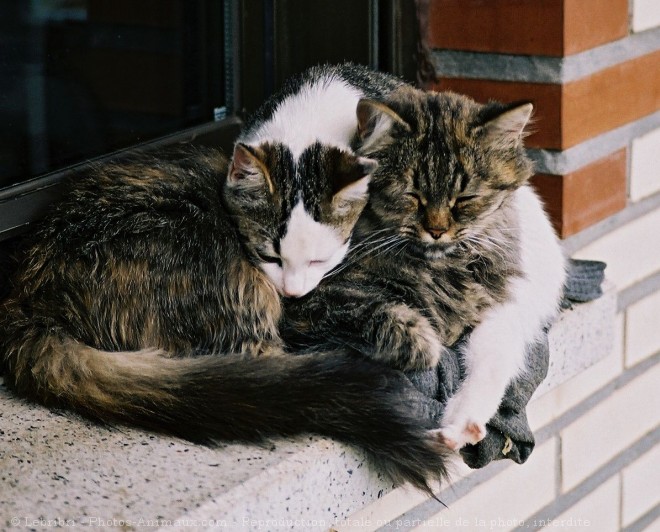 Photo de Chat domestique