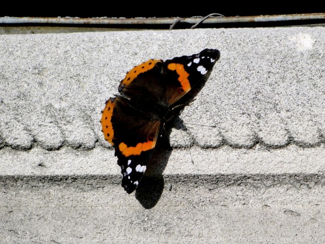 Photo de Papillon - vulcain