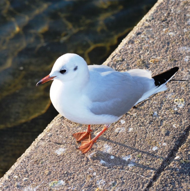 Photo de Mouette