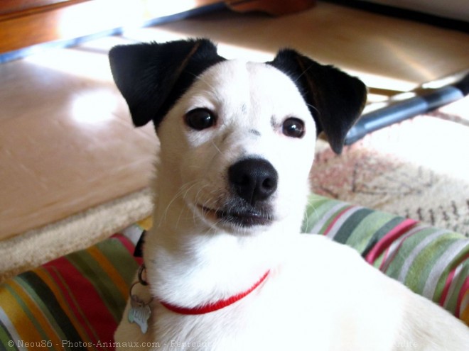 Photo de Jack russell terrier