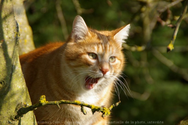 Photo de Chat domestique