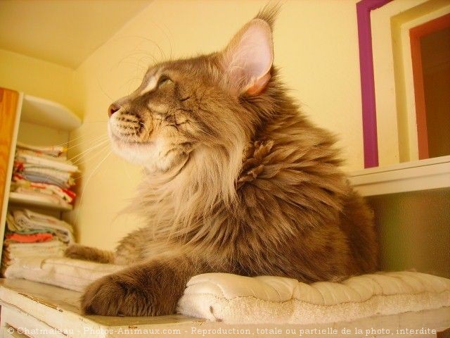 Photo de Maine coon