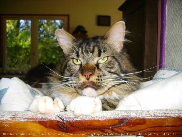 Photo de Maine coon