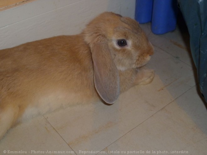 Photo de Lapin