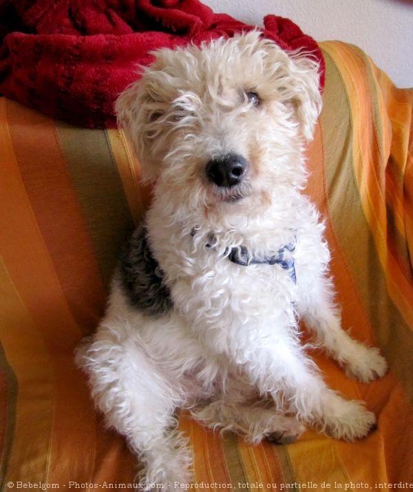 Photo de Fox terrier  poil dur