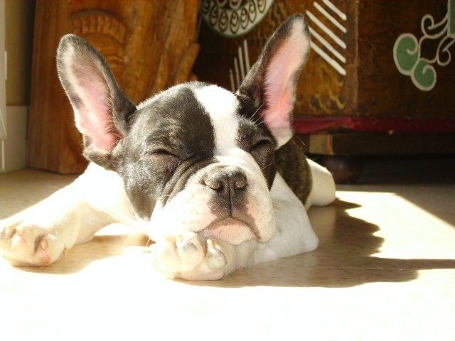 Photo de Bouledogue franais